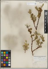 Foto von Salix lemmonii Bebb